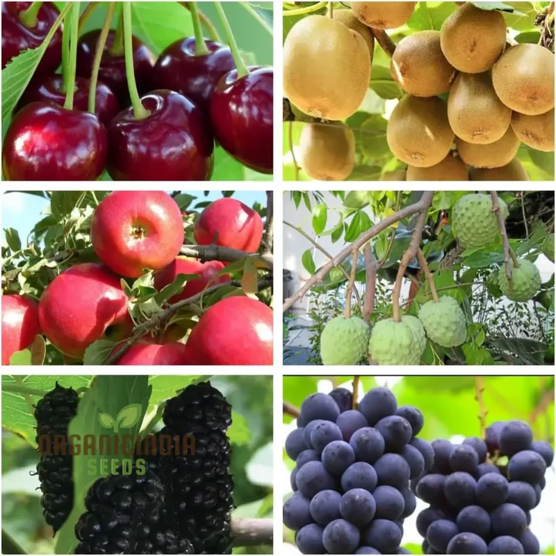 Premium Mixed Fruit Seeds for Planting - Ideal for Gardening Enthusiasts