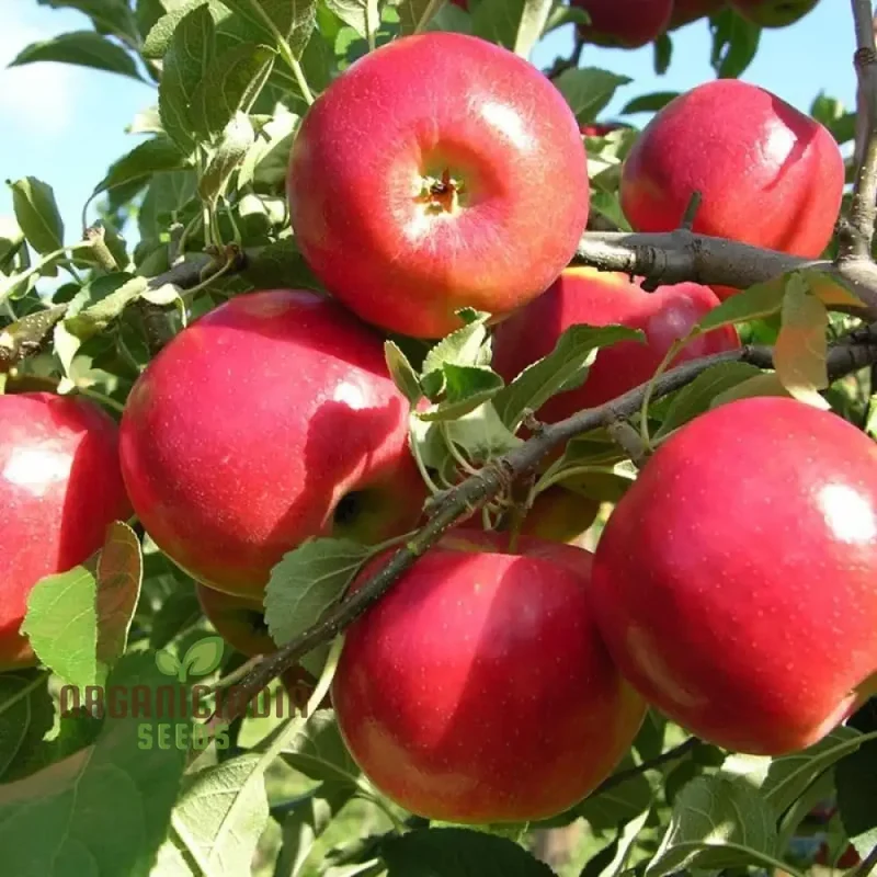 Premium Mixed Fruit Seeds for Planting - Ideal for Gardening Enthusiasts