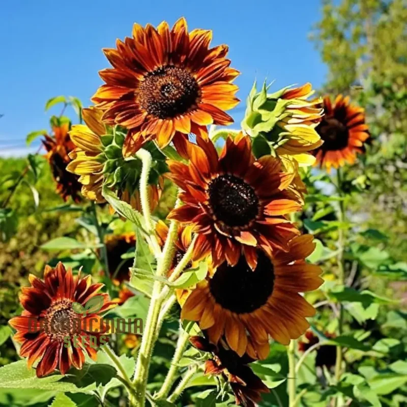 Mixed Sunflower Seeds, High Germination, Vibrant Colors, Ideal for Garden Landscaping