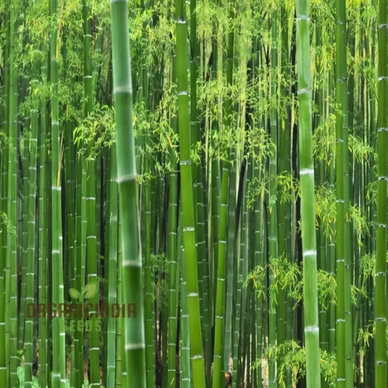 Giant Bamboo Seeds Grow Majestic Plants for Stunning Garden Landscapes