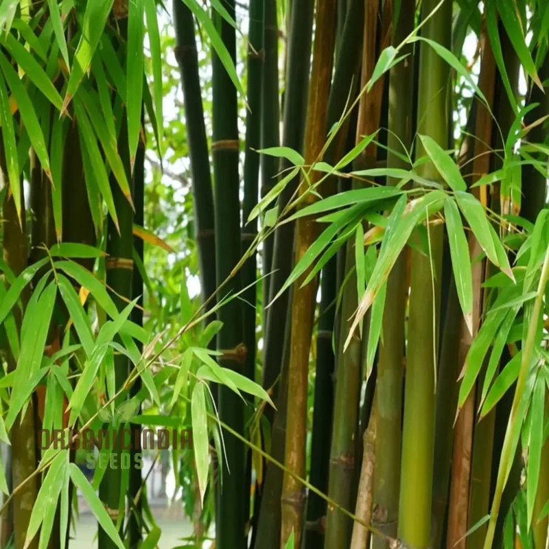 Giant Bamboo Seeds Grow Majestic Plants for Stunning Garden Landscapes
