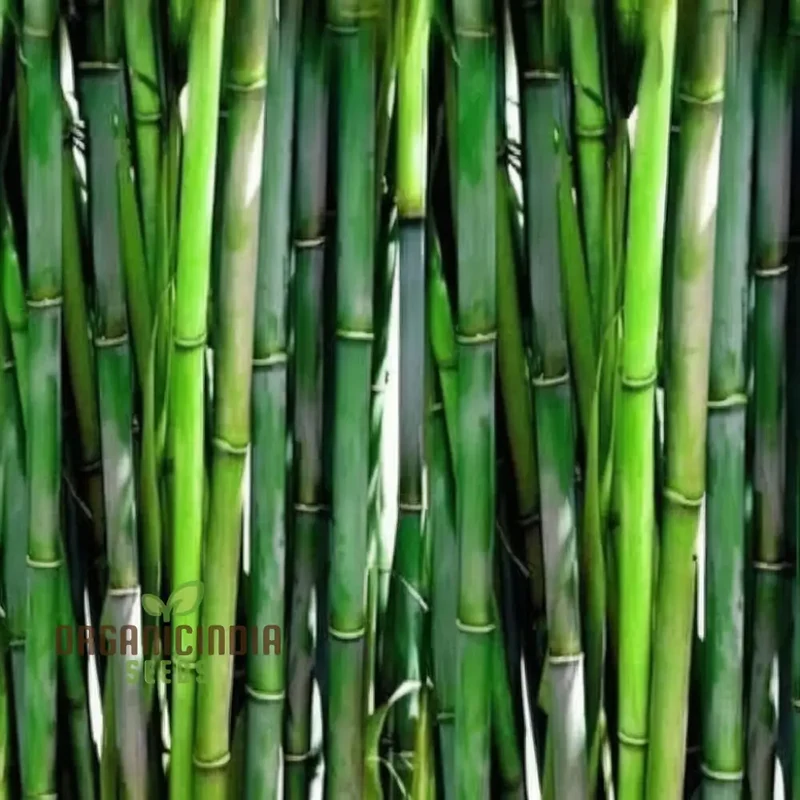 Giant Bamboo Seeds Grow Majestic Plants for Stunning Garden Landscapes