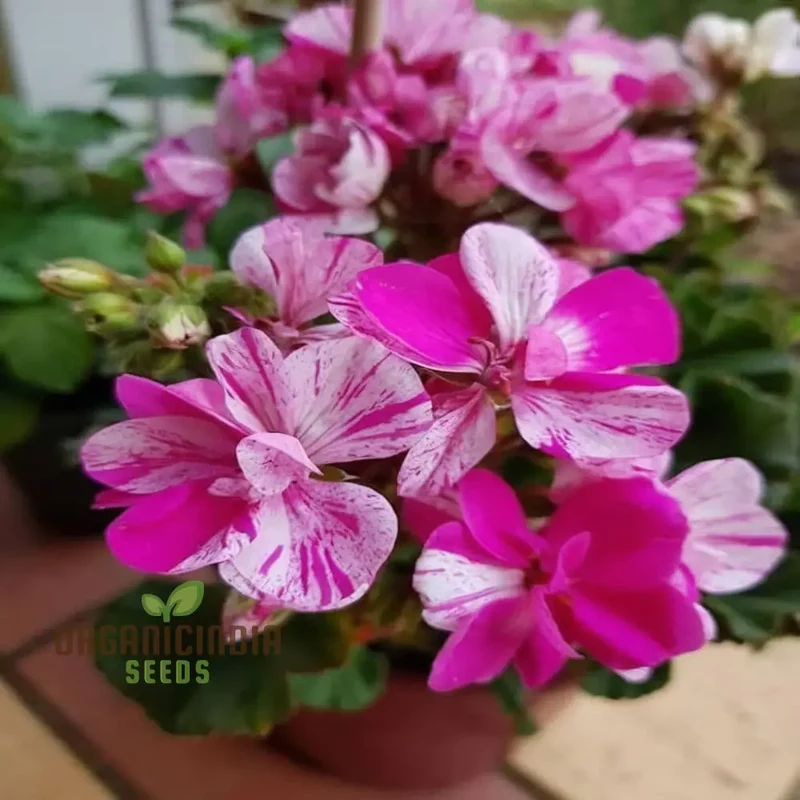 Geranium Flower Seeds Strip in Pink Color for Planting and Gardening - Ideal for Vibrant Garden Blooms