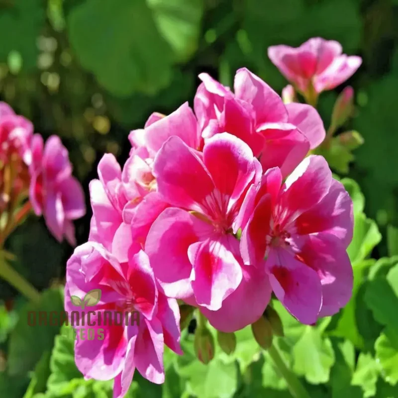Geranium Flower Seeds Strip in Pink Color for Planting and Gardening - Ideal for Vibrant Garden Blooms