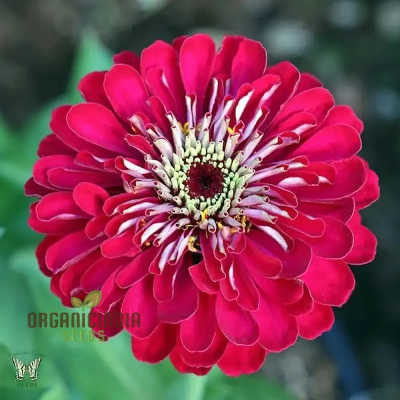 Zinnia Imported Flower Seeds - Purple | Perfect for Gardening Enthusiasts | High-Quality Seeds for Vibrant Blooms