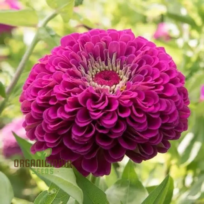 Zinnia Imported Flower Seeds - Purple | Perfect for Gardening Enthusiasts | High-Quality Seeds for Vibrant Blooms