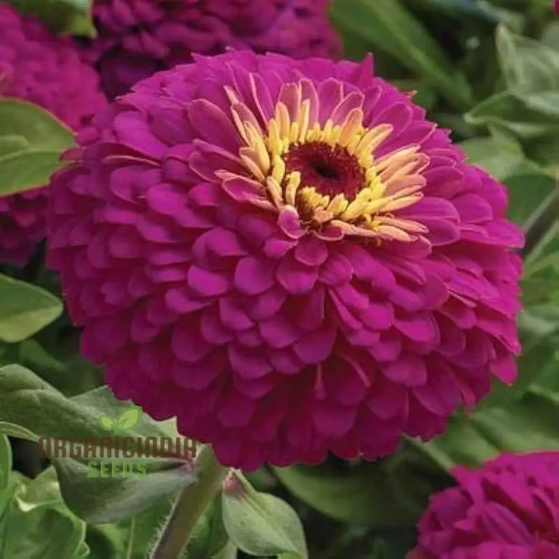 Zinnia Imported Flower Seeds - Purple | Perfect for Gardening Enthusiasts | High-Quality Seeds for Vibrant Blooms