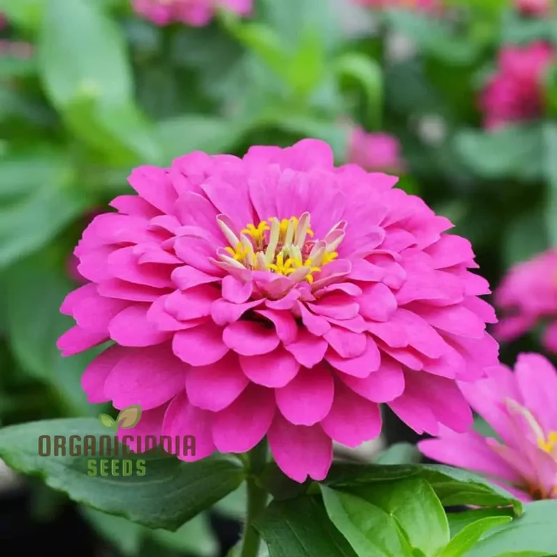 Zinnia Imported Flower Seeds for Vibrant Garden Blooms | High-Quality Gardening Essentials for Colorful and Lush Gardens