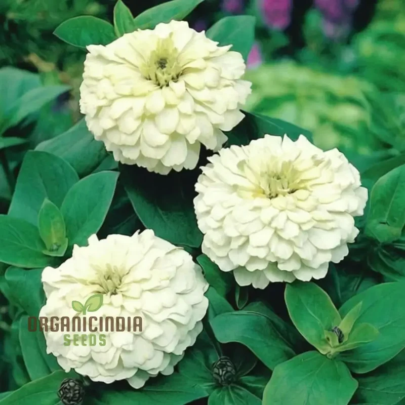 Imported White Zinnia Flower Seeds, Premium Quality, Vibrant Blooms, Perfect for Gardens