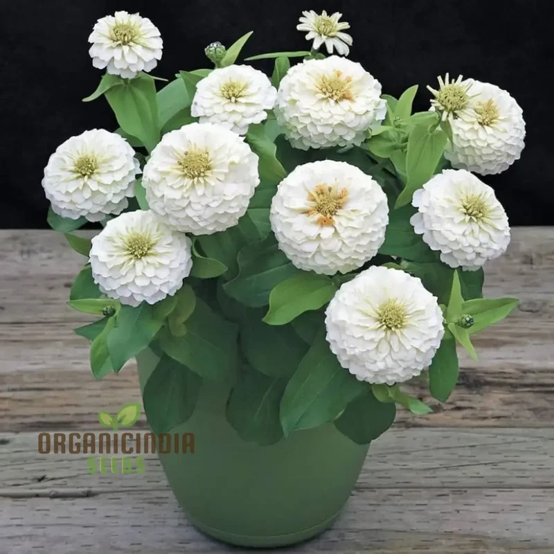 Imported White Zinnia Flower Seeds, Premium Quality, Vibrant Blooms, Perfect for Gardens