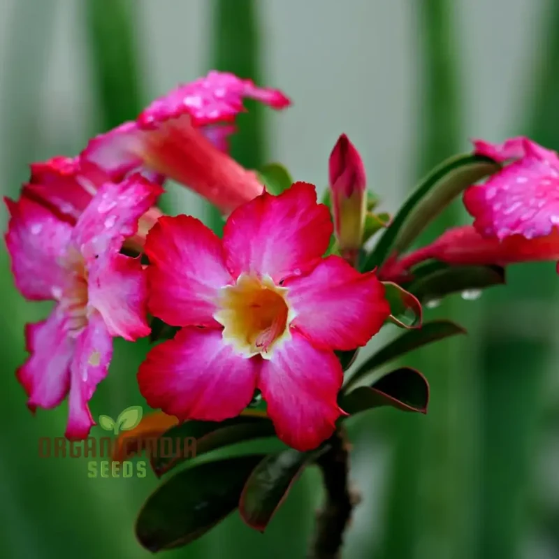 Adenium Imported Flower Seeds for Gardening Enthusiasts | Perfect for Lengthy Blooming Seasons