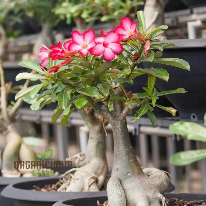 Adenium Imported Flower Seeds for Gardening Enthusiasts | Perfect for Lengthy Blooming Seasons