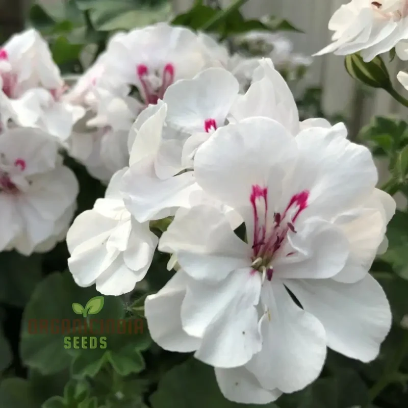 Premium White Geranium Imported Flower Seeds | High-Quality Flowering Seeds for Vibrant Gardens | Perfect for Expert and Beginner Gardeners | Add Elegance to Your Outdoor Spaces