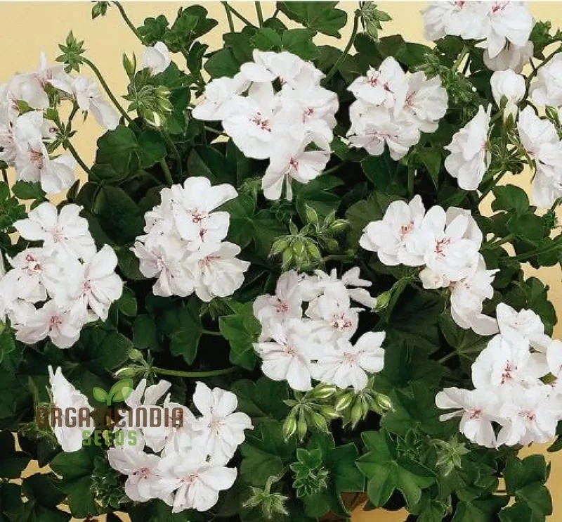 Premium White Geranium Imported Flower Seeds | High-Quality Flowering Seeds for Vibrant Gardens | Perfect for Expert and Beginner Gardeners | Add Elegance to Your Outdoor Spaces