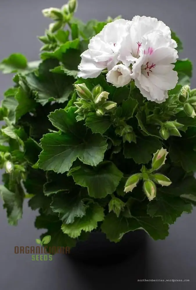 Premium White Geranium Imported Flower Seeds | High-Quality Flowering Seeds for Vibrant Gardens | Perfect for Expert and Beginner Gardeners | Add Elegance to Your Outdoor Spaces