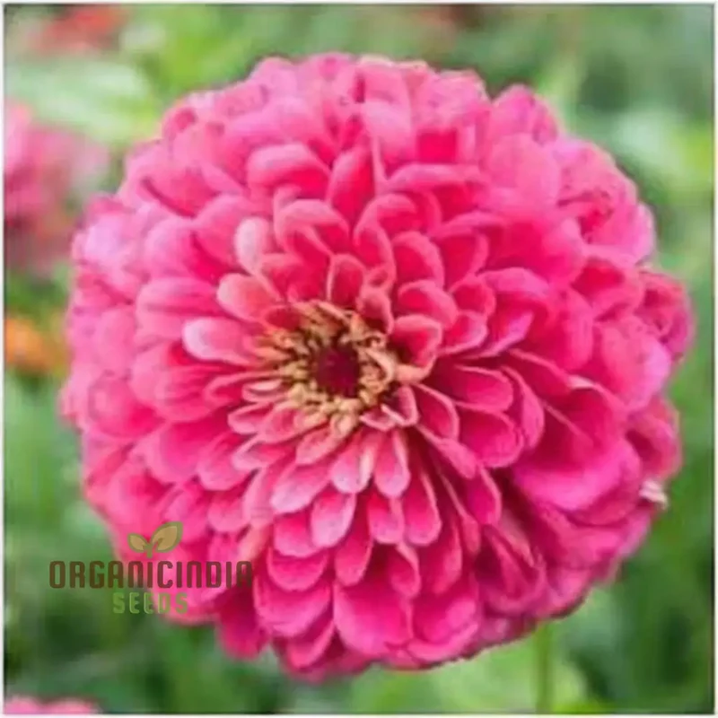 Zinnia Imported Dark Pink Flower Seeds, High Germination, Vibrant Blooms for Gardens