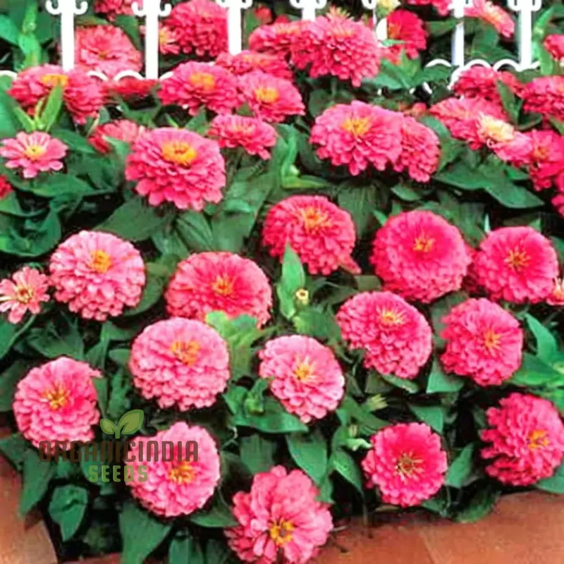 Zinnia Imported Dark Pink Flower Seeds, High Germination, Vibrant Blooms for Gardens