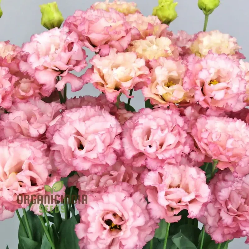 Lisianthus/Eustoma Pink Flower Seeds - Premium Quality for Gardening Enthusiasts | Perfect for Creating Stunning Garden Blooms