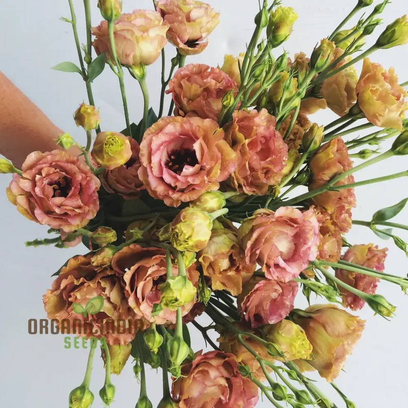 Lisianthus/Eustoma Pink Flower Seeds - Premium Quality for Gardening Enthusiasts | Perfect for Creating Stunning Garden Blooms