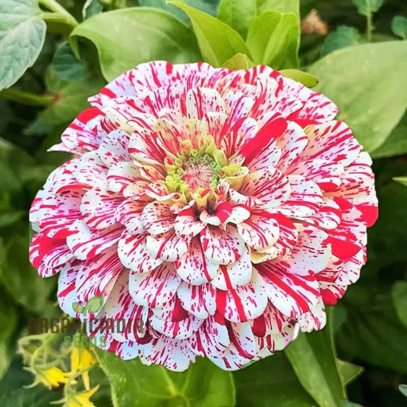 Zinnia Imported Strip red Flower Seeds, Vibrant Colors, Long Blooming Season, for Garden
