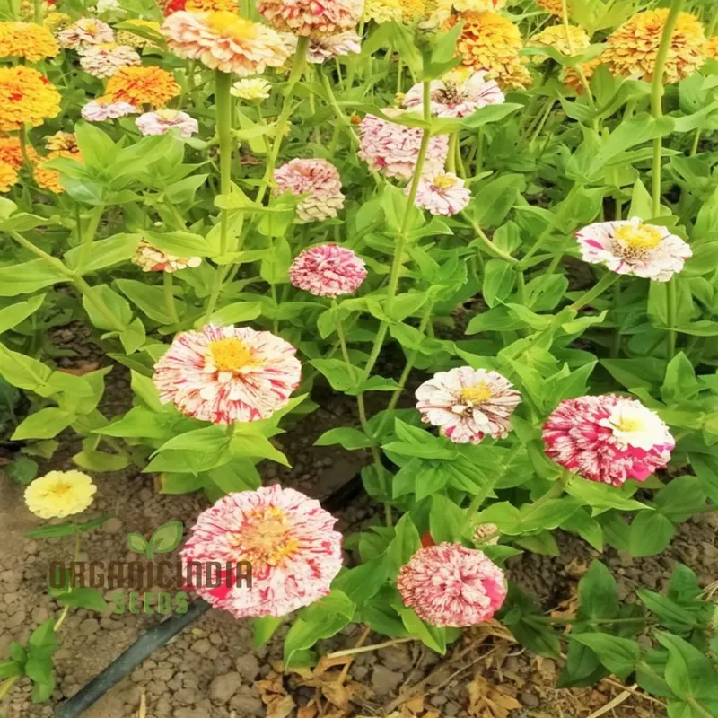 Zinnia Imported Strip red Flower Seeds, Vibrant Colors, Long Blooming Season, for Garden