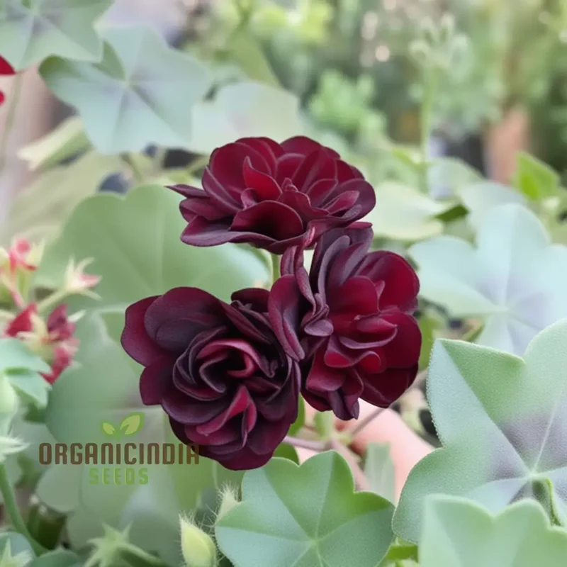 Maroon Geranium Flower Seeds, Enhance Your Garden with Rich Color and Thriving Growth