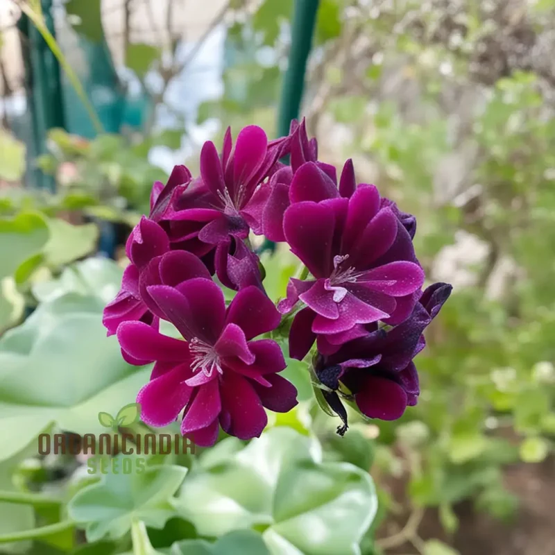 Maroon Geranium Flower Seeds, Enhance Your Garden with Rich Color and Thriving Growth