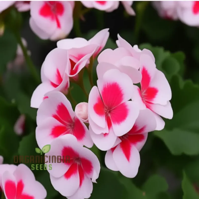 Geranium Flower Seeds for Planting – White Blooms with Pink Accents for Garden Beds, Borders, Pots, Balcony Containers & Outdoor Landscaping