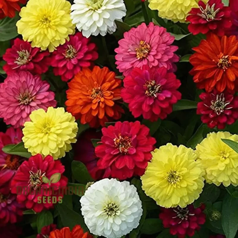 Zinnia Imported Mixed Flower Seeds, Vibrant Colors Long Blooming Season Ideal for Garden