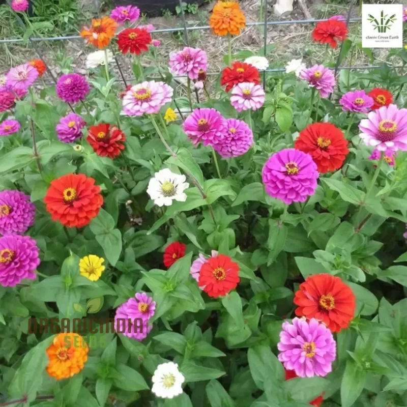 Zinnia Imported Mixed Flower Seeds, Vibrant Colors Long Blooming Season Ideal for Garden