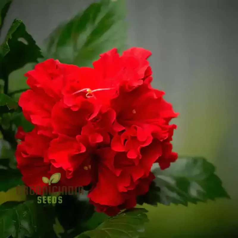 Hibiscus Seeds (Red Hibiscus Seeds) - Stunning Vibrant Blooms for Gardens