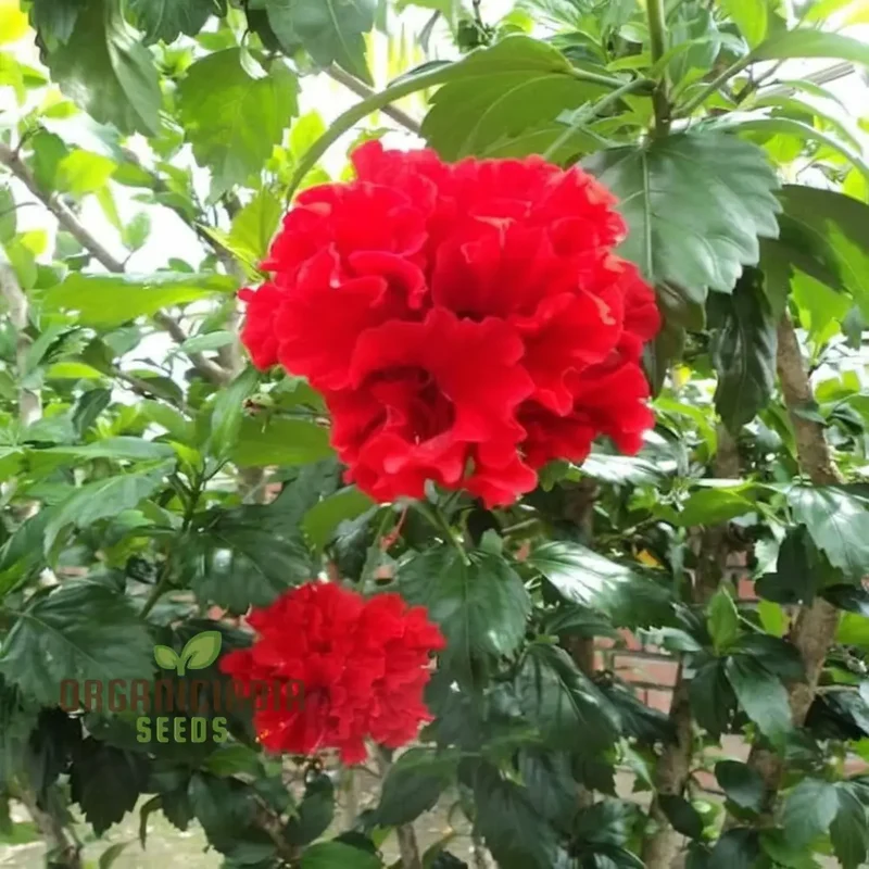 Hibiscus Seeds (Red Hibiscus Seeds) - Stunning Vibrant Blooms for Gardens