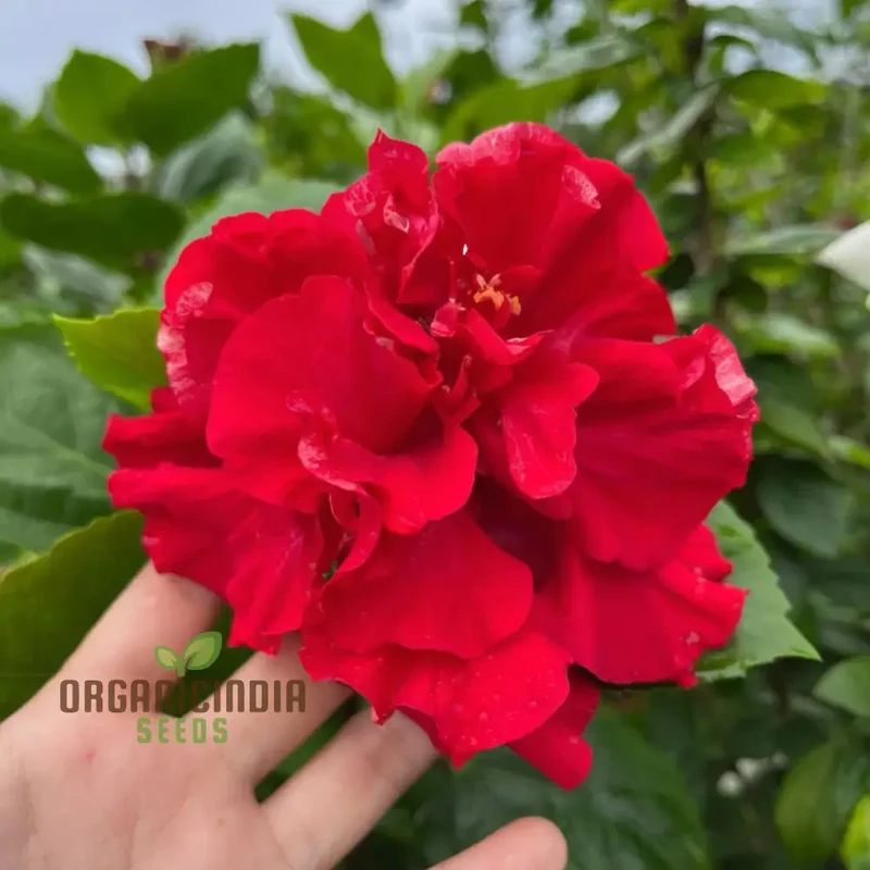 Hibiscus Seeds (Red Hibiscus Seeds) - Stunning Vibrant Blooms for Gardens