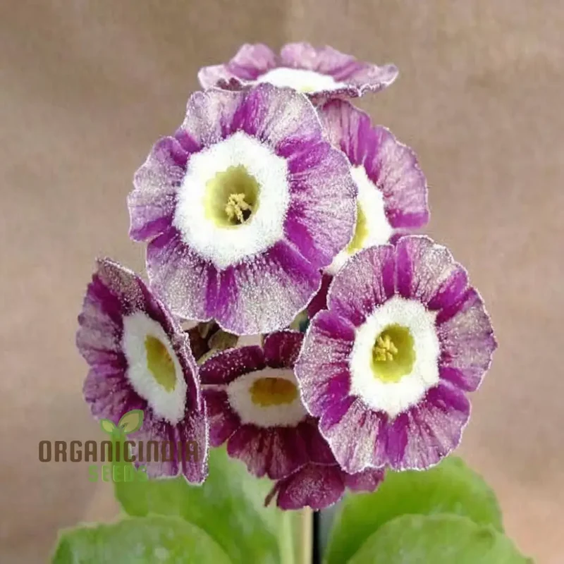 Purple Primula Imported Flower Seeds, Exotic Blooms, Easy to Grow, Adds Vibrant Color to Your Garden