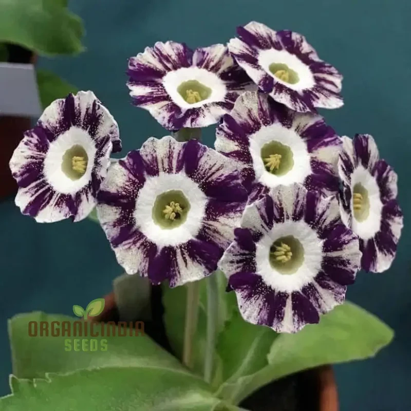 Purple Primula Imported Flower Seeds, Exotic Blooms, Easy to Grow, Adds Vibrant Color to Your Garden