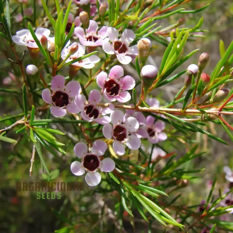 Quality Wax Flower Seeds for Planting | Organic Vegetable Seeds Online