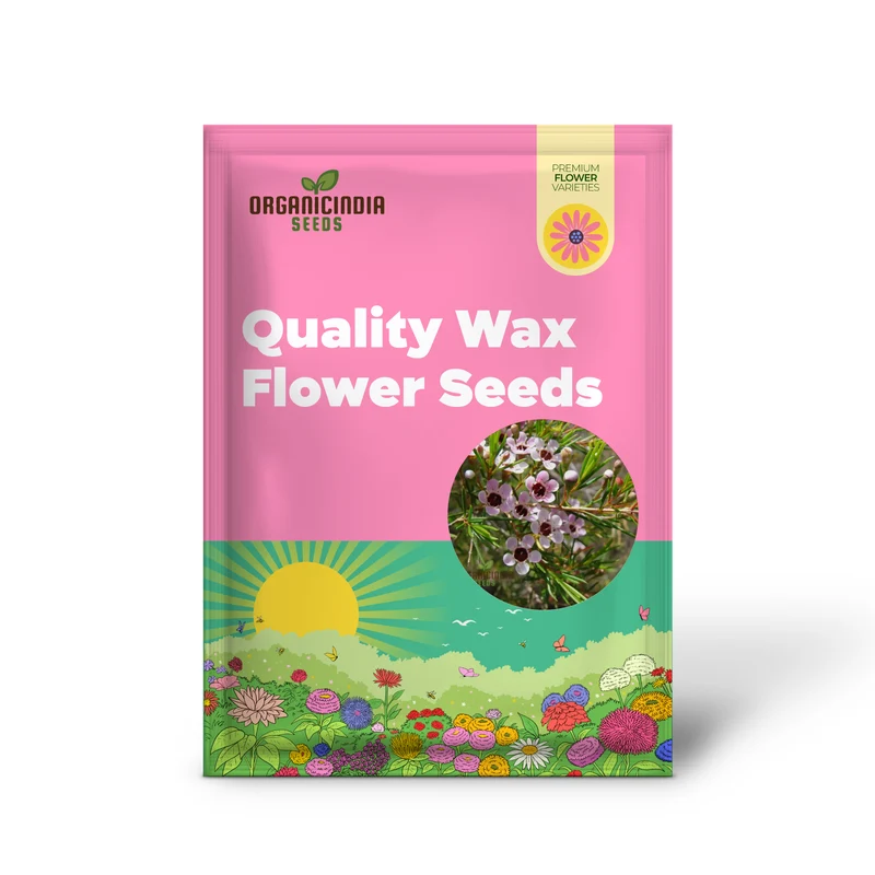 Quality Wax Flower Seeds for Planting | Organic Vegetable Seeds Online