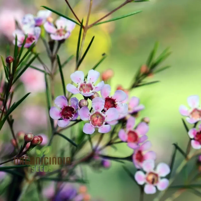 Quality Wax Flower Seeds for Planting | Organic Vegetable Seeds Online