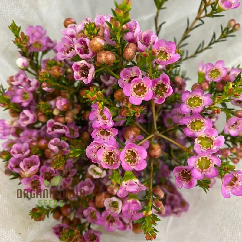 Quality Wax Flower Seeds for Planting | Organic Vegetable Seeds Online