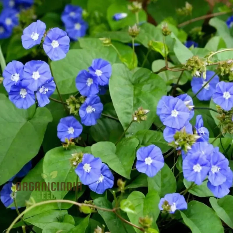 Sky Blue Jude Vine Flower Seeds for Planting – Climbing Flowering Vine with Blue Blooms for Garden Fences, Trellises, Balconies & Outdoor Vertical Landscaping