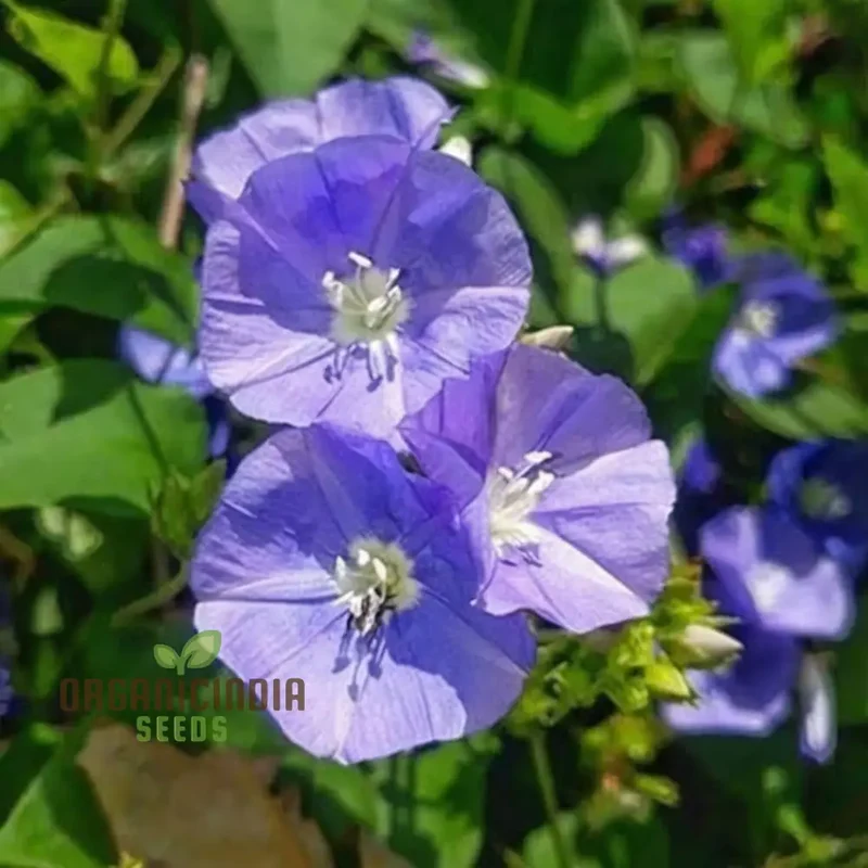 Sky Blue Jude Vine Flower Seeds for Planting – Climbing Flowering Vine with Blue Blooms for Garden Fences, Trellises, Balconies & Outdoor Vertical Landscaping