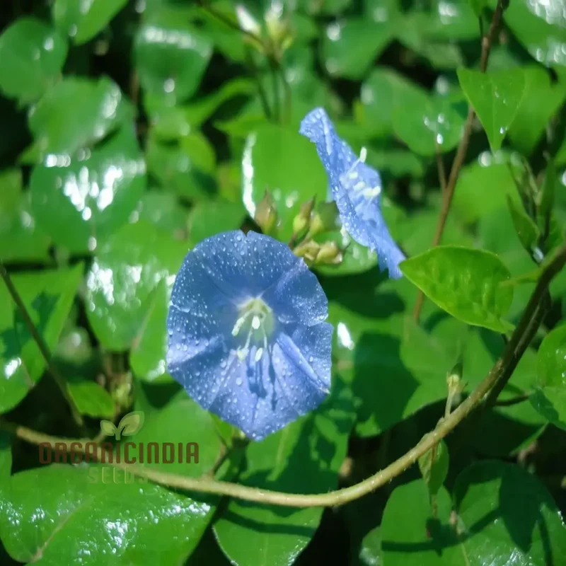 Sky Blue Jude Vine Flower Seeds for Planting – Climbing Flowering Vine with Blue Blooms for Garden Fences, Trellises, Balconies & Outdoor Vertical Landscaping