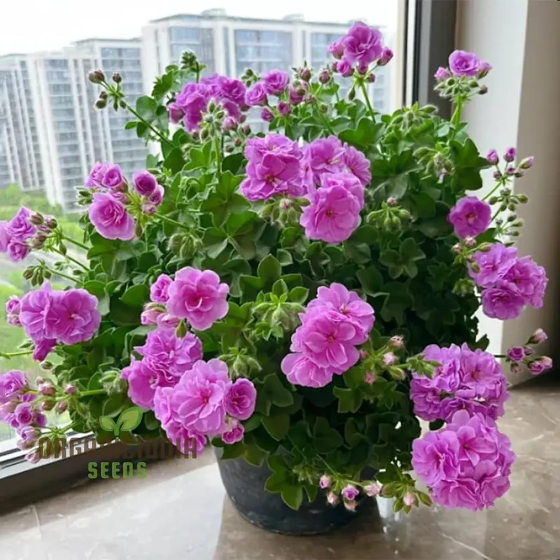 Premium Imported Geranium Flower Seeds - Pure Purple Bloom | High-Quality Flowering Seeds for Gardening Enthusiasts | Perfect for Vibrant and Lush Gardens