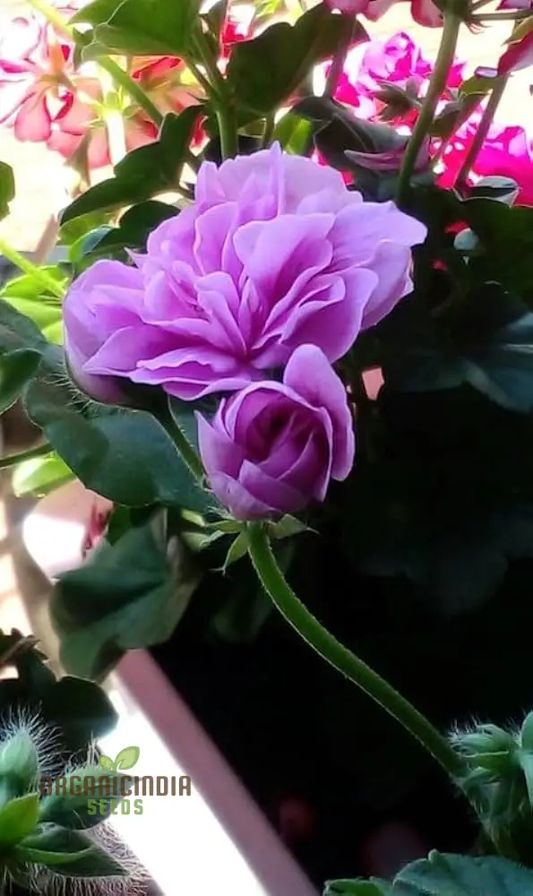 Premium Imported Geranium Flower Seeds - Pure Purple Bloom | High-Quality Flowering Seeds for Gardening Enthusiasts | Perfect for Vibrant and Lush Gardens
