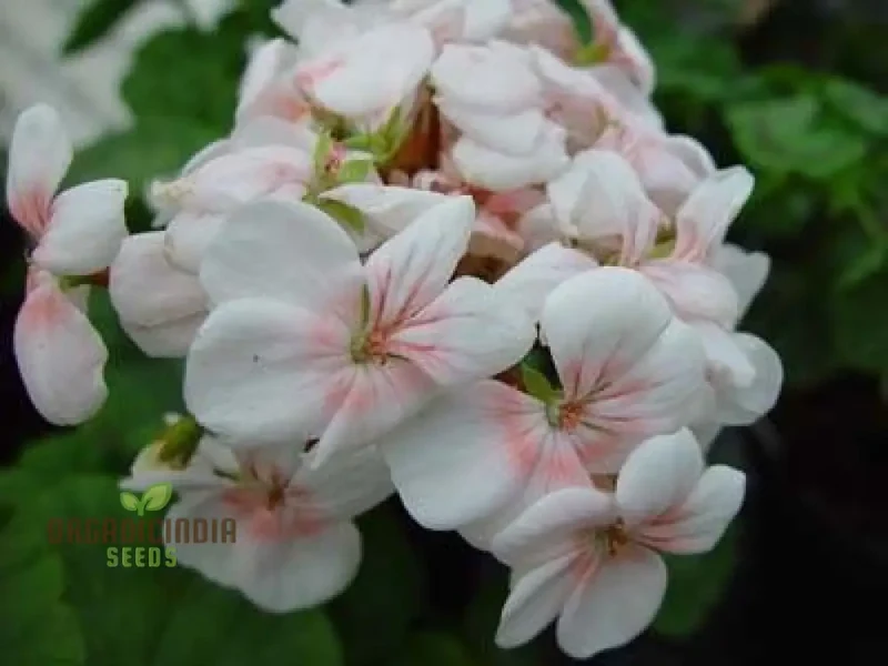 Geranium Flower Seeds for Planting – White with Peach Blooms for Garden Beds, Borders, Pots, Balcony Containers & Outdoor Landscaping