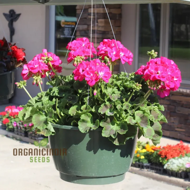 Geranium Pink Flower Seeds for Planting – Soft Pink Blooms for Garden Beds, Borders, Pots, Balcony Containers & Outdoor Landscaping