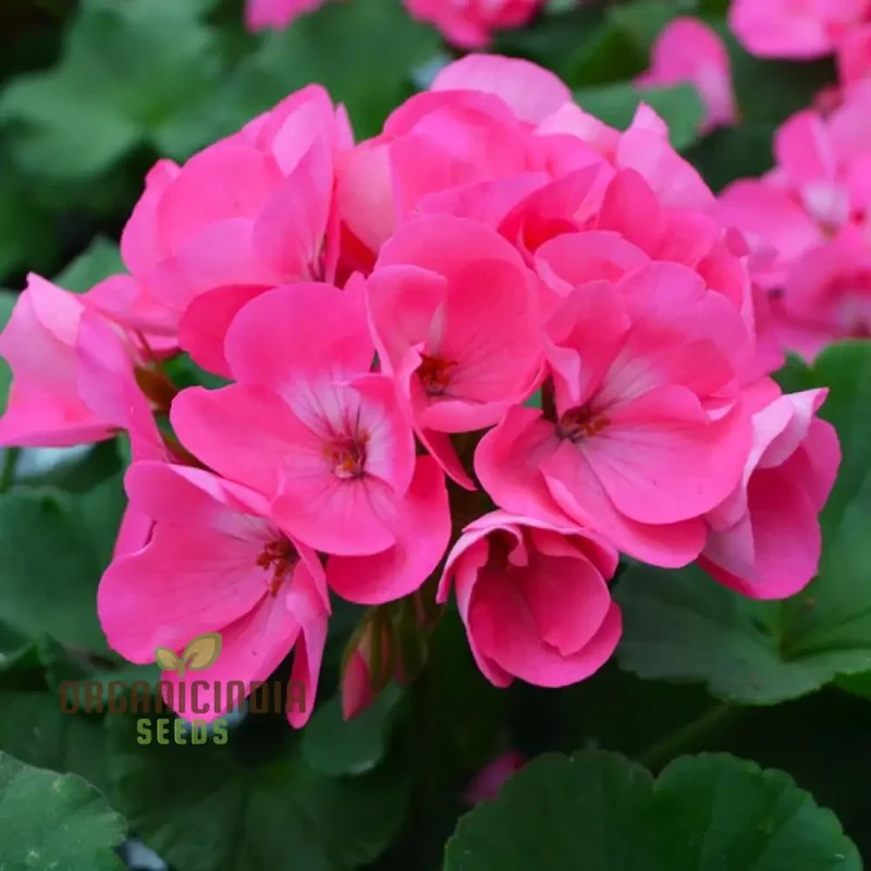 Geranium Pink Flower Seeds for Planting – Soft Pink Blooms for Garden Beds, Borders, Pots, Balcony Containers & Outdoor Landscaping