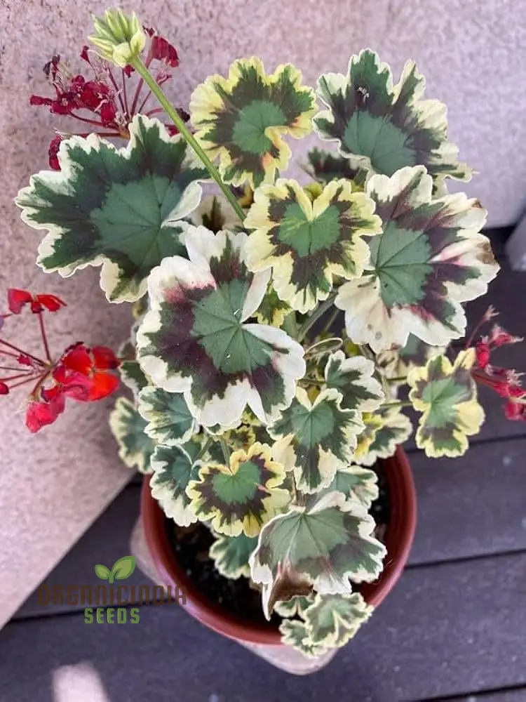 Geranium Seeds (Premium Geranium Flower Seeds) - Lush Green Blooms for Vibrant Gardens