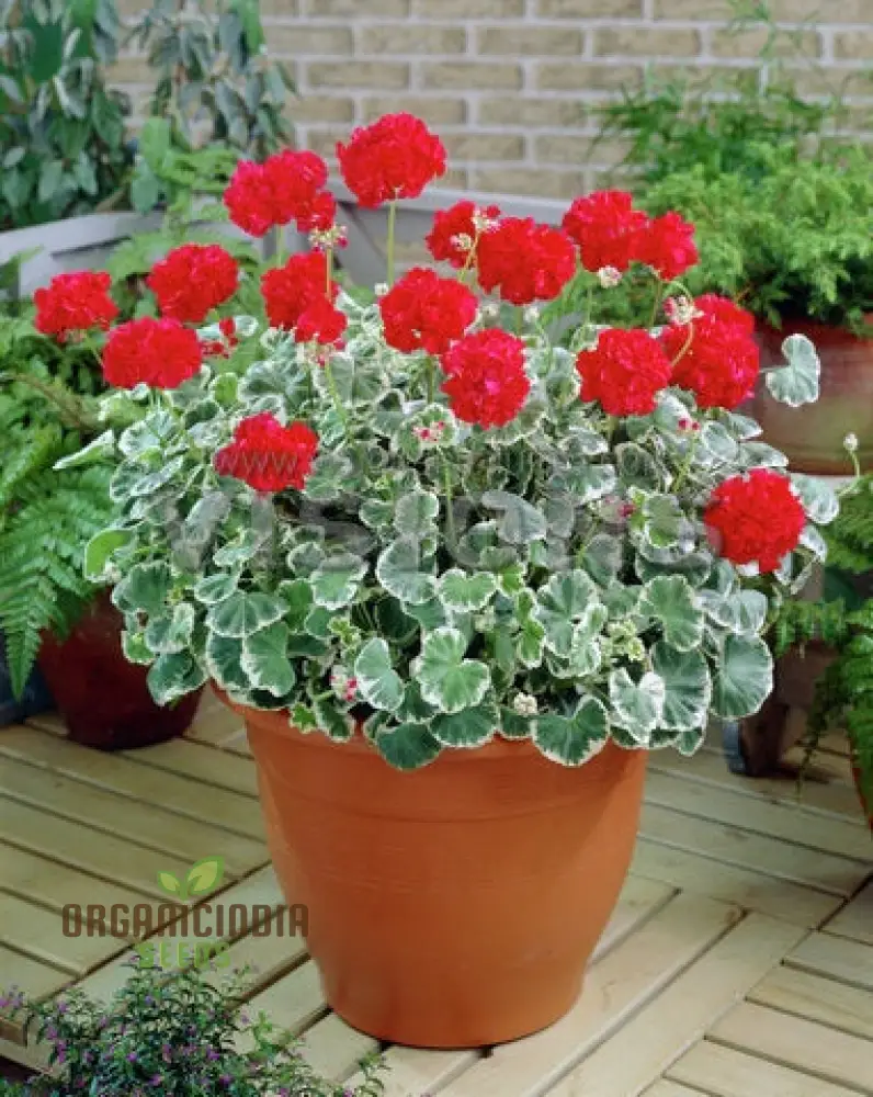 Geranium Seeds (Premium Geranium Flower Seeds) - Lush Green Blooms for Vibrant Gardens