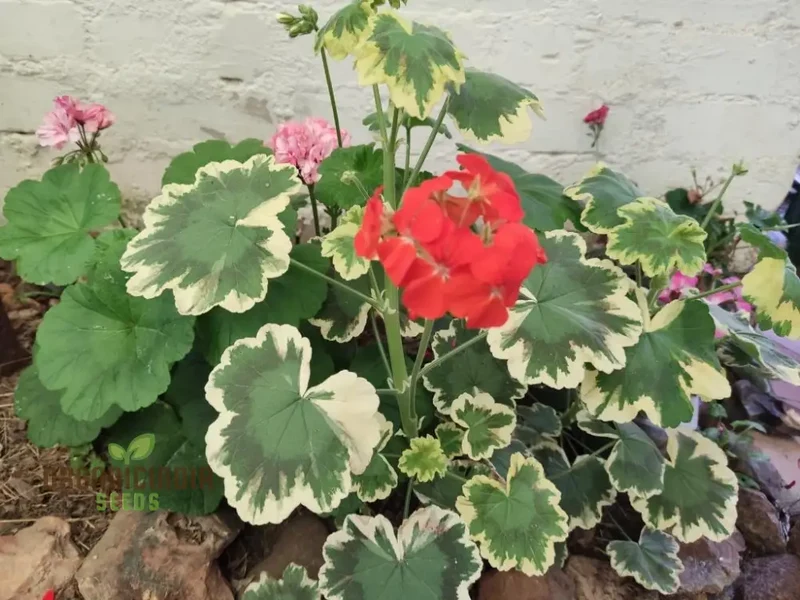 Geranium Seeds (Premium Geranium Flower Seeds) - Lush Green Blooms for Vibrant Gardens